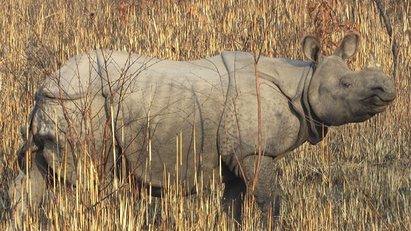 रत्ननगरमा गैंडाको आक्रमणबाट दुईजना घाइते